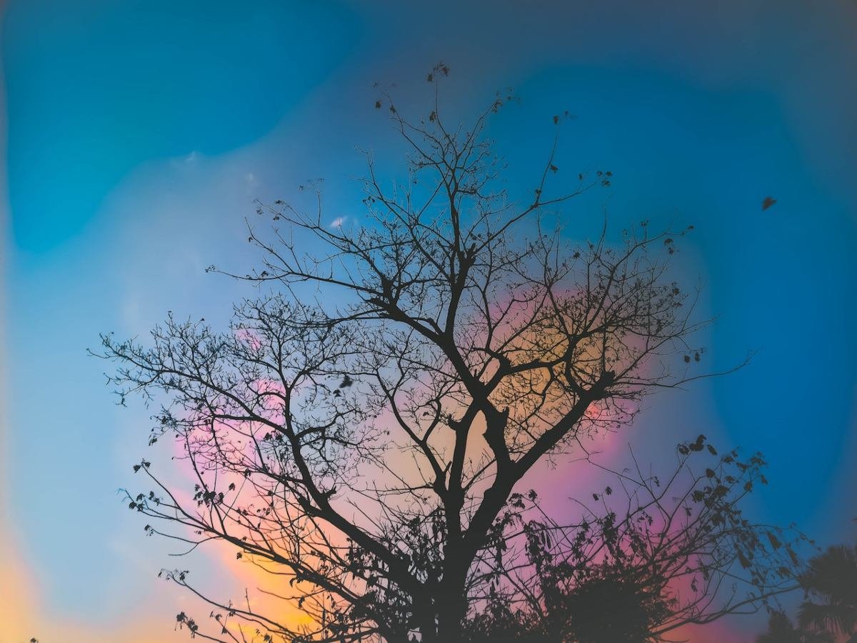 tree (1)-min