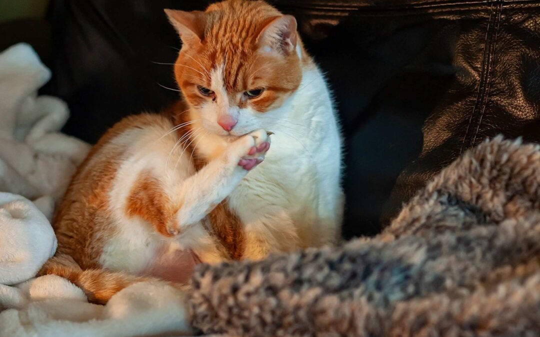 La diferencia entre «a», «an» y «the» con ejercicios – PDF